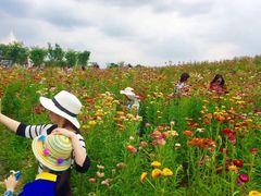 -紫颐香薰山谷景区