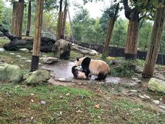-都江堰中华大熊猫苑