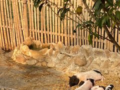 -泉州海丝野生动物世界