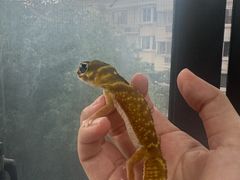 -酷以爬仙阁实体爬宠店·守宫·蜥蜴·专业繁育