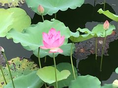 -荔湾湖公园