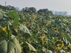 -光明小镇欢乐田园