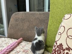 -伟伟宠物医院·CT影像中心·瑞派犬猫综合性门诊(汉口总院)
