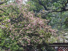 -都江堰景区