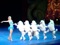 -珠海横琴长隆《卡卡虎奇遇记》