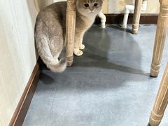 -宠爱国际动物医院·消化内科·心肾内科·ISFM猫友好(望京店)