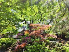 -上海醉白池公园