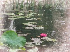 -望江楼公园