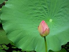 -荔湾湖公园