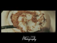 泰国椰子冻-狐狸爱上椰子鸡(滨江星光大道店)