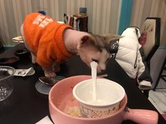 -猫小院猫主题咖啡厅(北锣店)