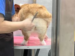 -宠福鑫康馨动物医院·骨科·眼科