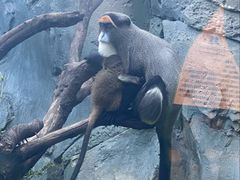 -贵州森林野生动物园