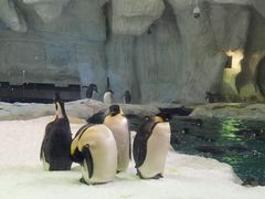 -珠海横琴长隆《卡卡虎奇遇记》