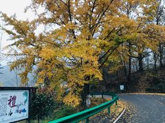 -千年银杏谷文化旅游区