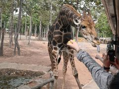 -清迈夜间动物园