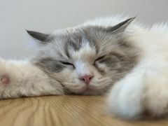 -有喵·猫咖·狗咖·30几只猫10只小狗(岗厦店)