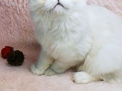-十年猫舍·猫咪专门店(普陀店)