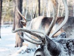 -北极村旅游风景区