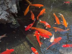 -广州白天鹅宾馆