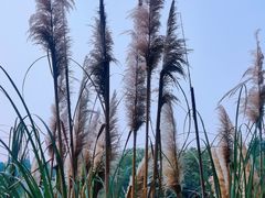 -艾溪湖湿地公园