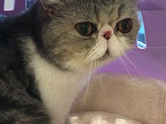 -momokira米努特·德文卷毛猫·棉花面纱犬