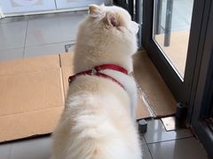 -爱侣宠医·鹦鹉专科·小型哺乳类·异宠专科(灵石路店)