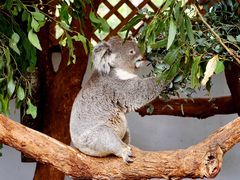 -费瑟代尔野生动物园