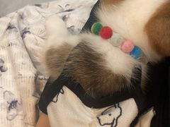 -柴犬小屋·柴餐厅·狗咖食堂(金鼎广场店)