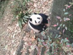 -徐妹串串香(春熙路店)