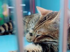 -FAELING PETS美天灵宠物(合生汇店)