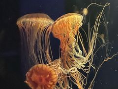 -欢乐海岸海洋奇梦馆