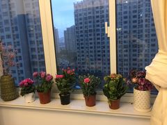 -龙大花卉苗木市场