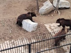 -石家庄市动物园