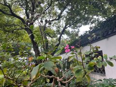 -上海醉白池公园