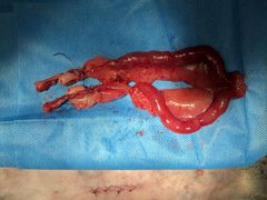 -菲尔斯特宠物医院