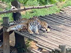 -西霞口神雕山野生动物世界