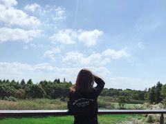-贡湖湾湿地公园