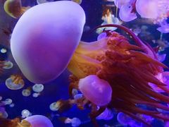 -烟台海昌鲸鲨海洋公园