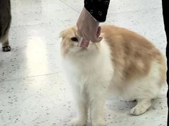 -喵园·猫主题咖啡厅·撸猫·猫咖(国贸店)