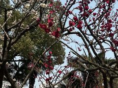 -红梅公园