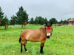 -塞罕坝国家级自然保护区