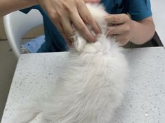 -宠颐生宠物医院·异宠猫科内科·诊疗中心宠巢店