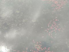 -黄陂区野村谷景区