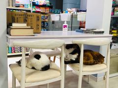 -喵的天空名猫咖啡馆·撸猫·猫舍·用品