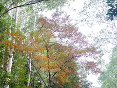 -火炉山森林公园