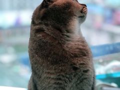 -遇见羊驼·奶狗咖·布偶猫咖·法斗柯基柴犬阿拉斯加(春熙路太古里IFS店)