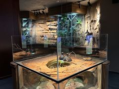 -帕帕拉兹宠物(亚洲旗舰店)