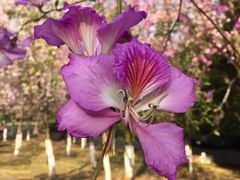 -攀枝花公园