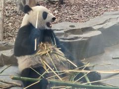-都江堰中华大熊猫苑